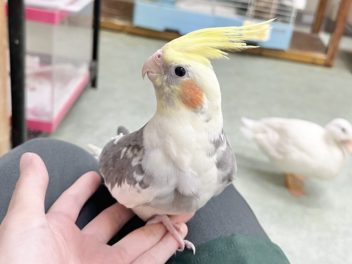 オカメインコ