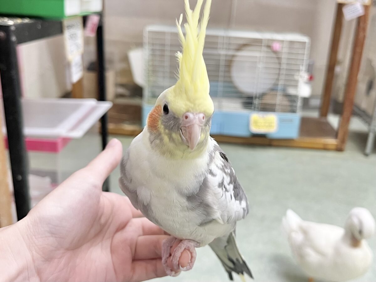 オカメインコ
