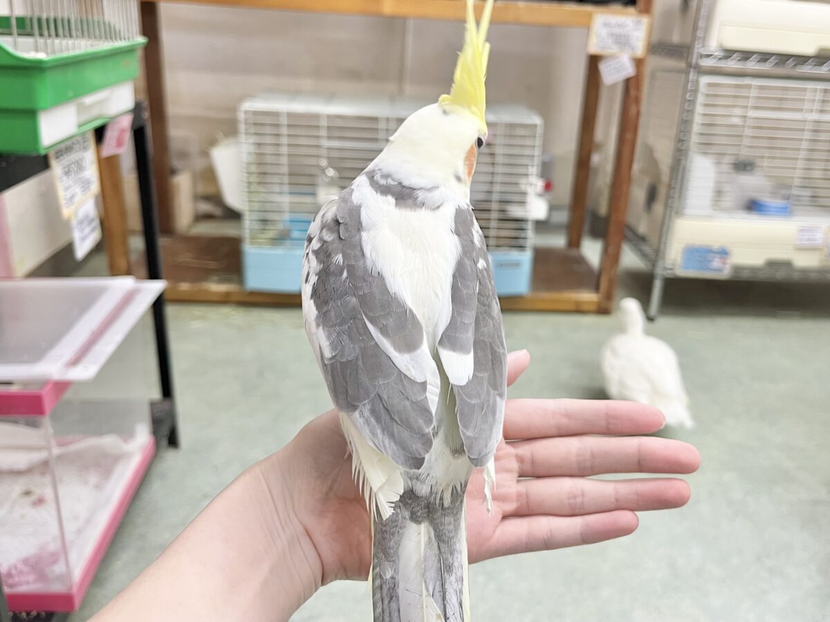 オカメインコ