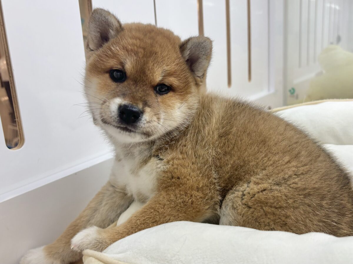 柴犬