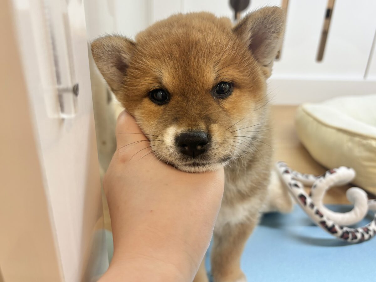 柴犬