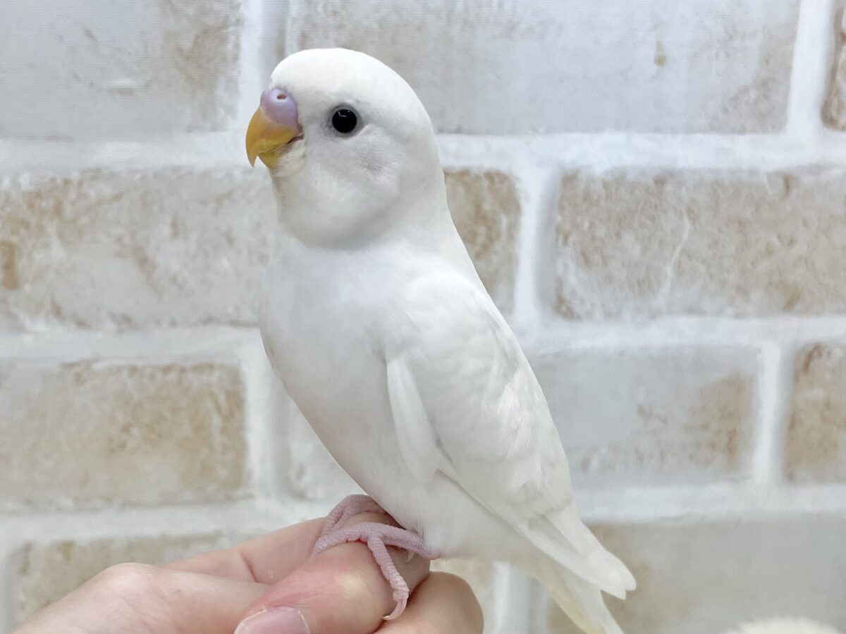 【🆙最新画像あり‼️】じーっと見つめます👀🎶 セキセイインコ(ダブルファクター) セキセイインコ