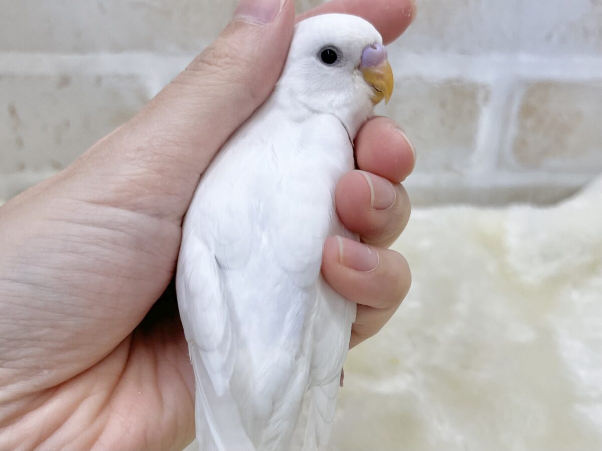 【🆙最新画像あり‼️】じーっと見つめます👀🎶 セキセイインコ(ダブルファクター) セキセイインコ
