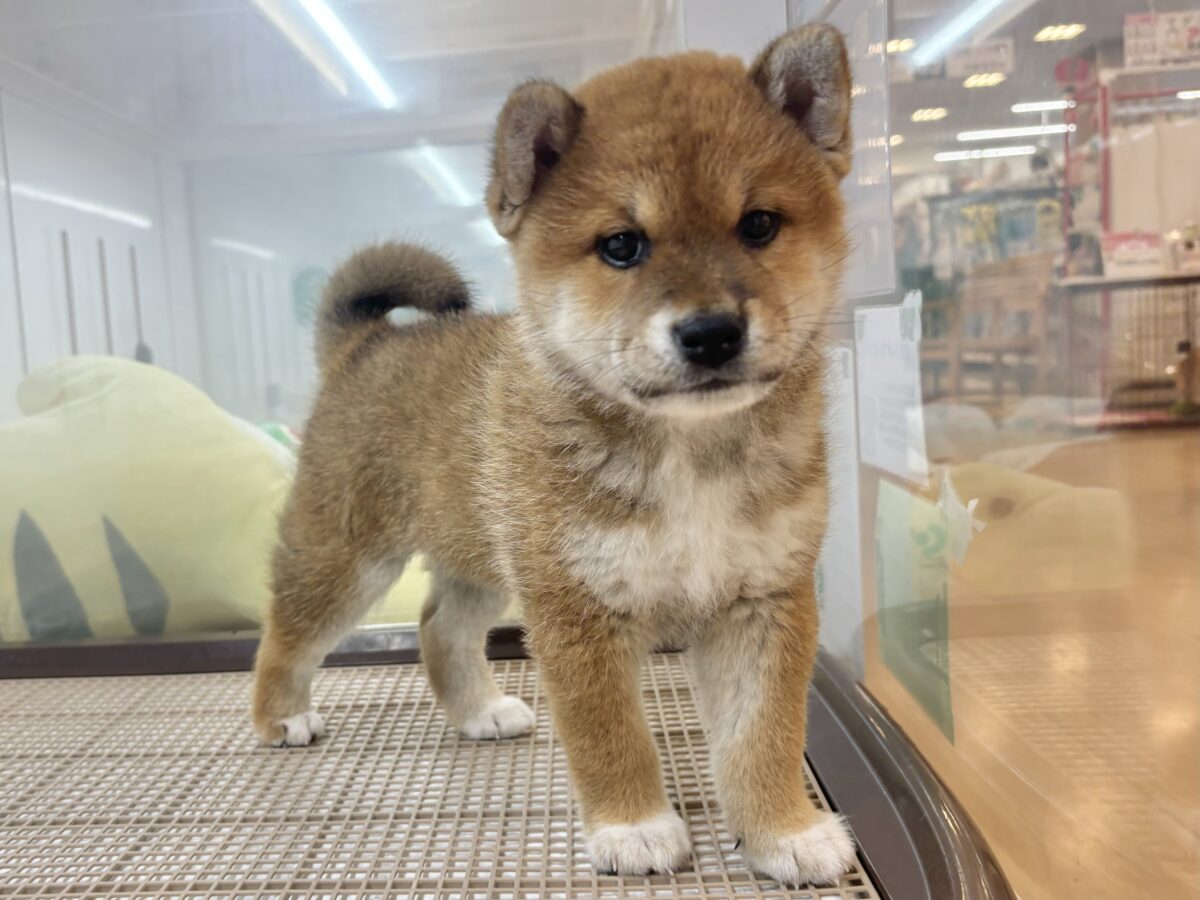 柴犬