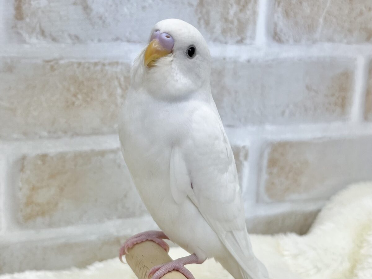 【🆙最新画像あり‼️】じーっと見つめます👀🎶 セキセイインコ(ダブルファクター) セキセイインコ