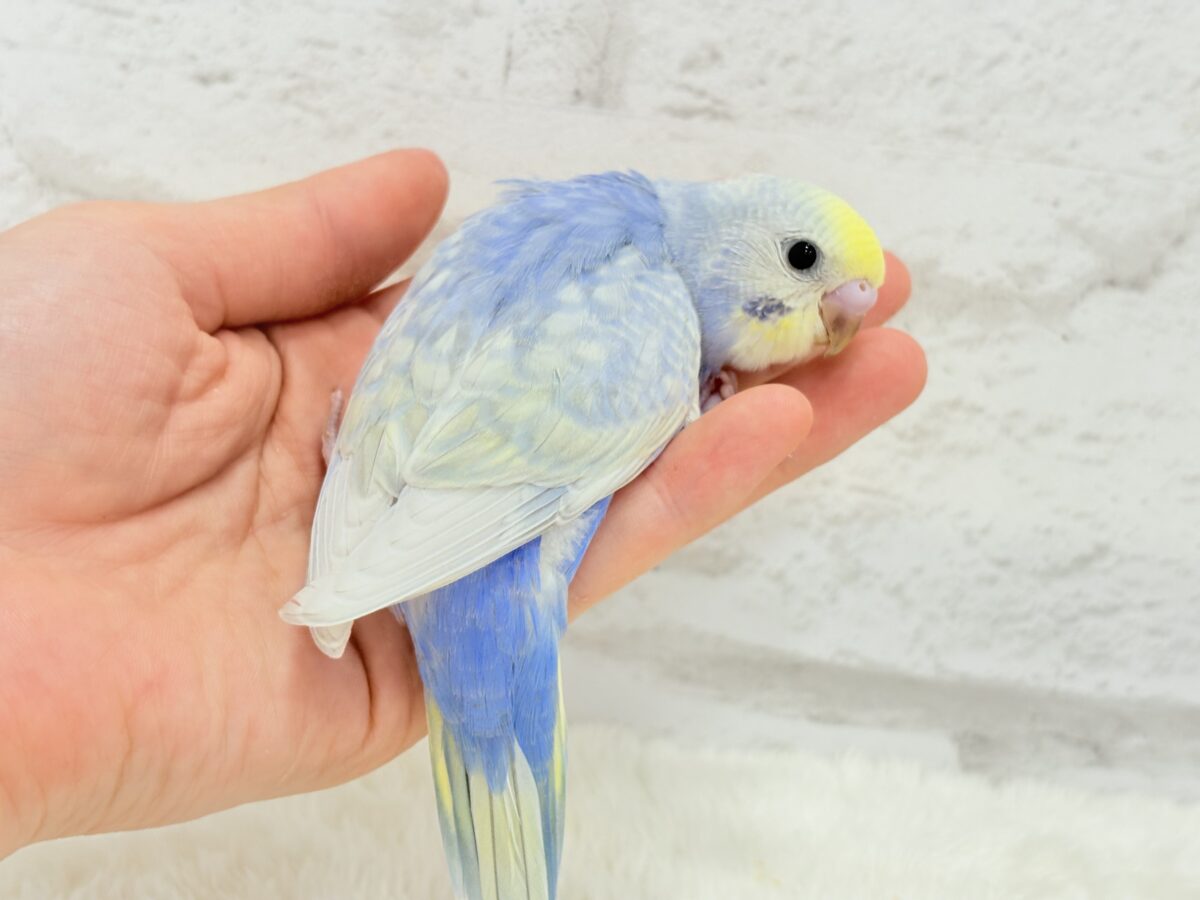 【最新画像更新🪄】紫陽花カラーのアイドル🪻☔️セキセイインコ(パステルレインボー) ヒナ セキセイインコ