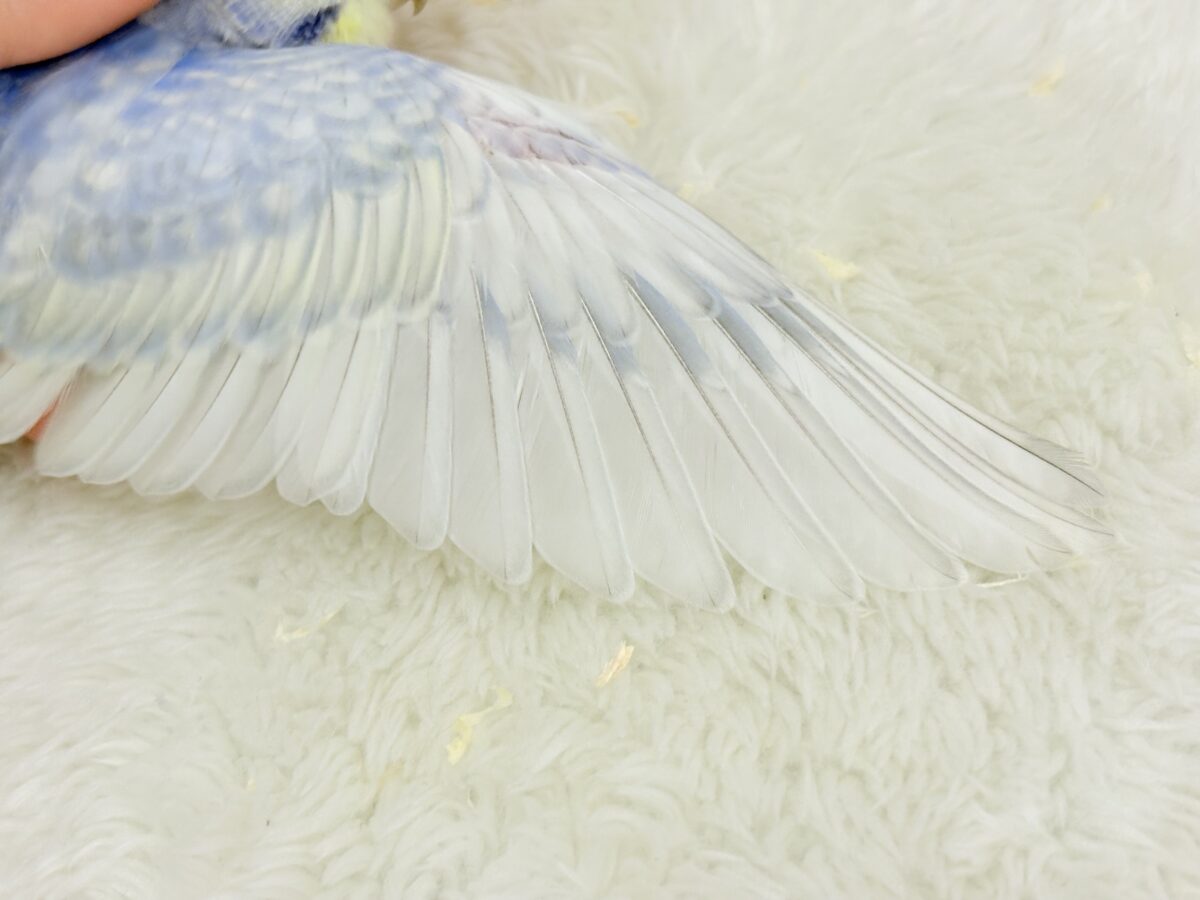 【最新画像更新🪄】紫陽花カラーのアイドル🪻☔️セキセイインコ(パステルレインボー) ヒナ セキセイインコ