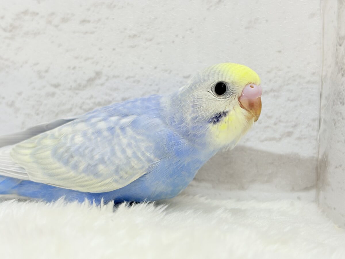 【最新画像更新🪄】紫陽花カラーのアイドル🪻☔️セキセイインコ(パステルレインボー) ヒナ セキセイインコ