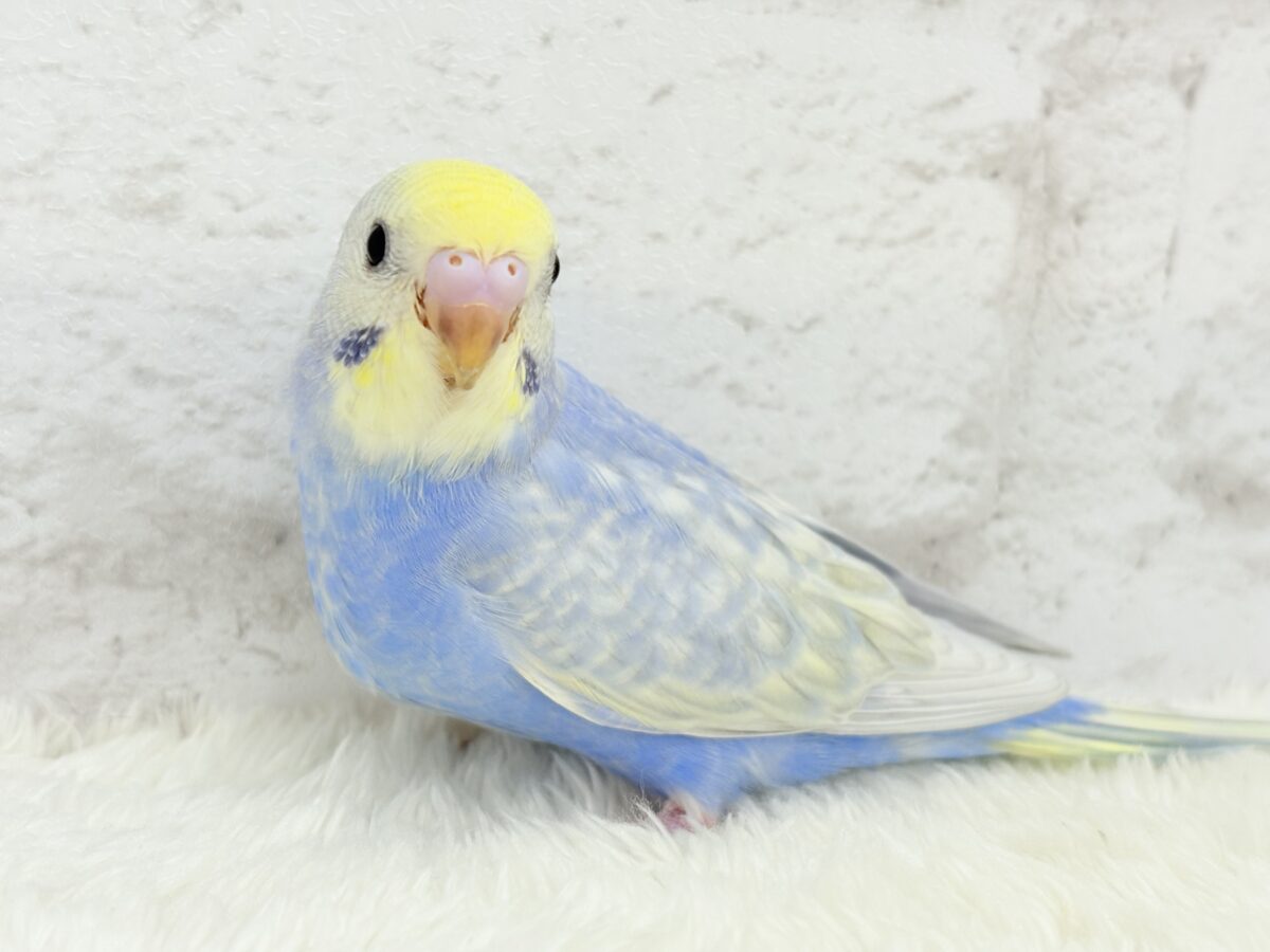 【最新画像更新🪄】紫陽花カラーのアイドル🪻☔️セキセイインコ(パステルレインボー) ヒナ セキセイインコ