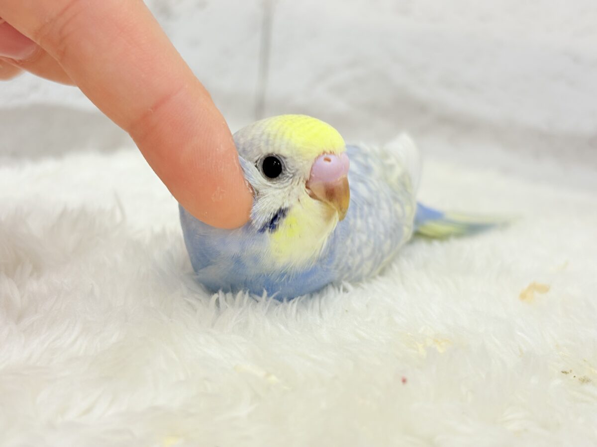 【最新画像更新🪄】紫陽花カラーのアイドル🪻☔️セキセイインコ(パステルレインボー) ヒナ セキセイインコ