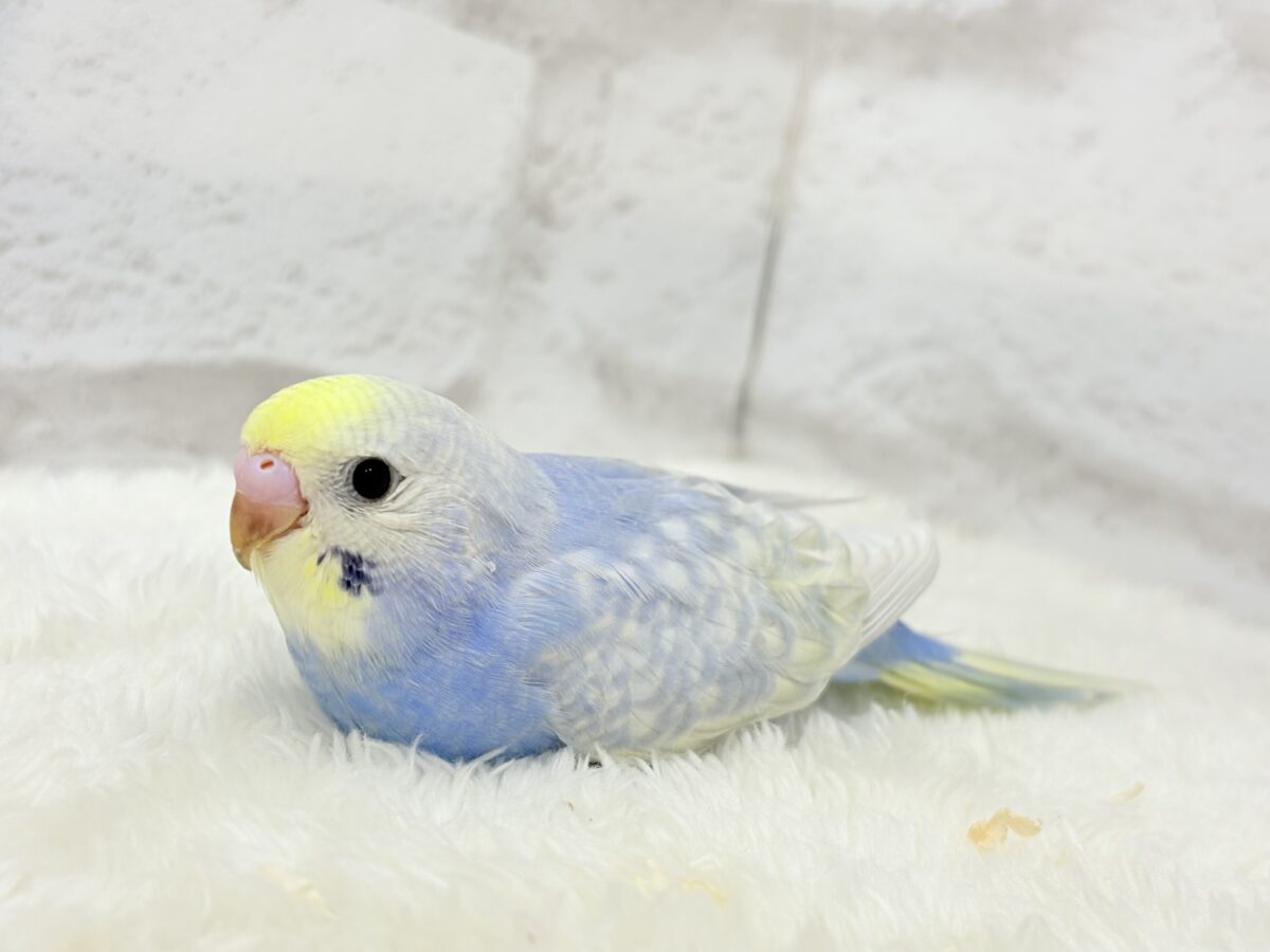 【最新画像更新🪄】紫陽花カラーのアイドル🪻☔️セキセイインコ(パステルレインボー) ヒナ セキセイインコ