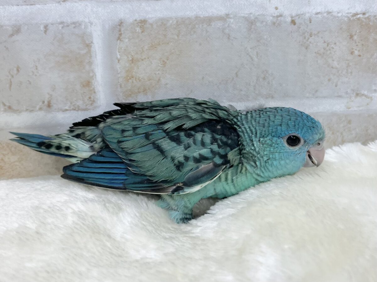 サザナミインコ