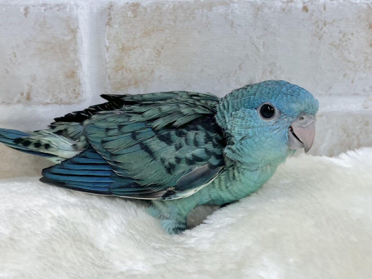 サザナミインコ