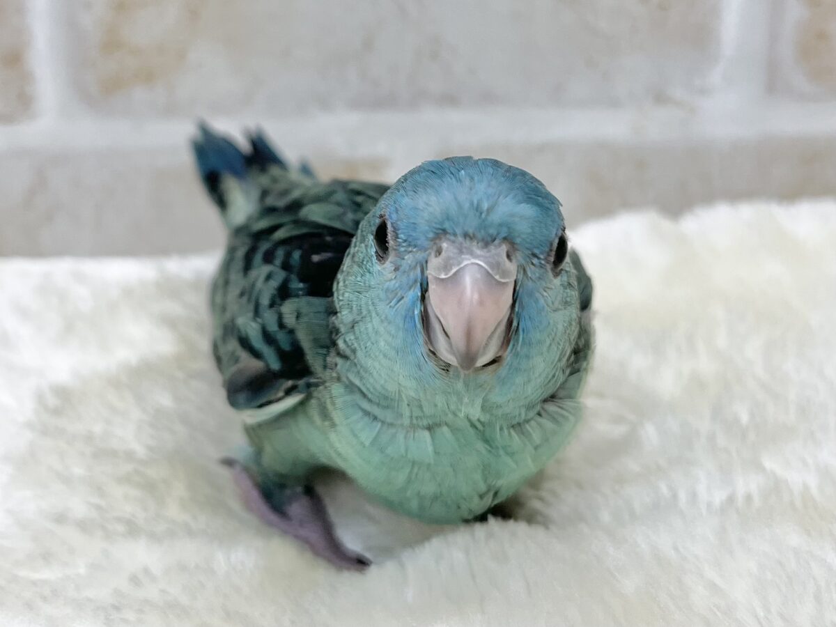 サザナミインコ