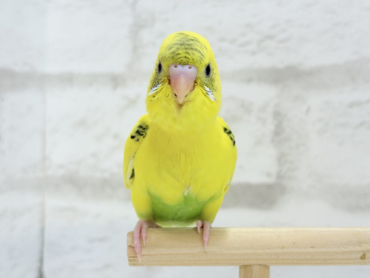 【最新画像更新🪄】ミツバチぶんぶん飛び回る🐝⋆゜セキセイインコ(黄色ハルクイン) ヒナ セキセイインコ