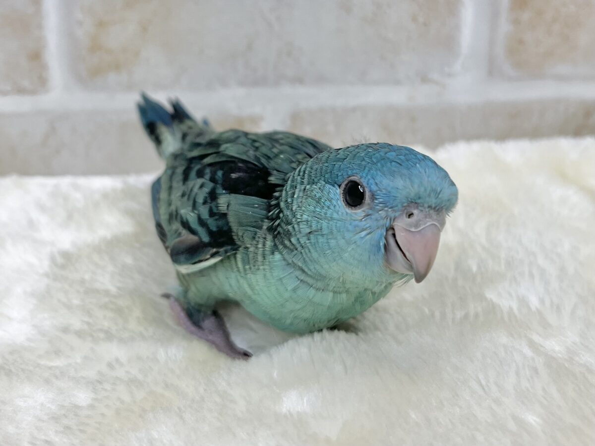 サザナミインコ