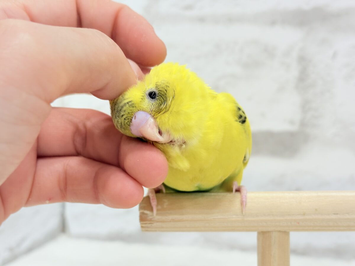 【最新画像更新🪄】ミツバチぶんぶん飛び回る🐝⋆゜セキセイインコ(黄色ハルクイン) ヒナ セキセイインコ