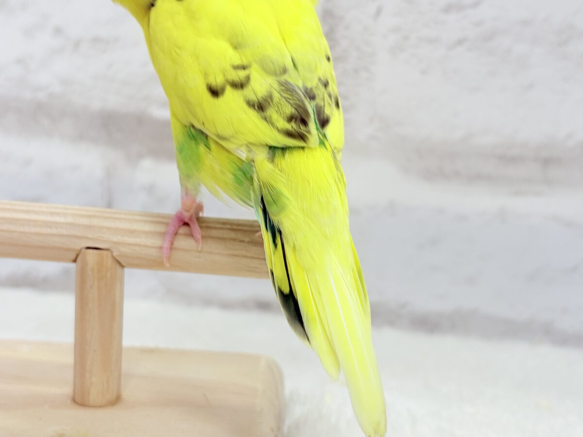 【最新画像更新🪄】ミツバチぶんぶん飛び回る🐝⋆゜セキセイインコ(黄色ハルクイン) ヒナ セキセイインコ
