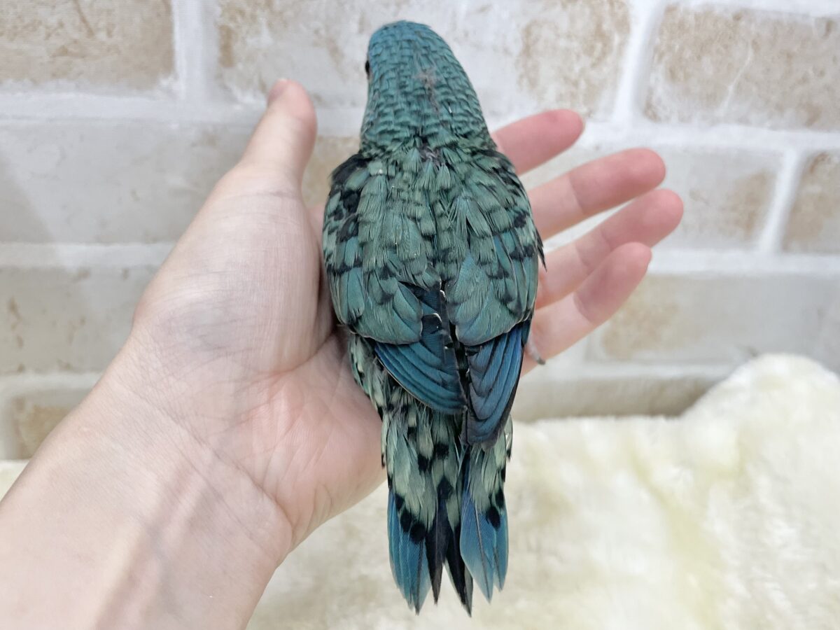 最新画像になります☆うるちゅるアイ👀💕✨ サザナミインコ(ブルー) サザナミインコ