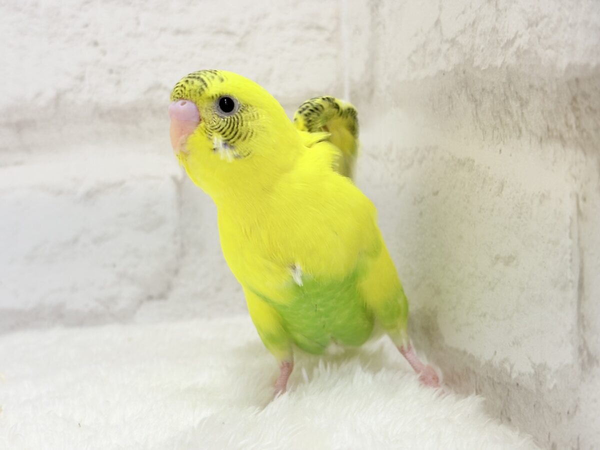 【最新画像更新🪄】ミツバチぶんぶん飛び回る🐝⋆゜セキセイインコ(黄色ハルクイン) ヒナ セキセイインコ
