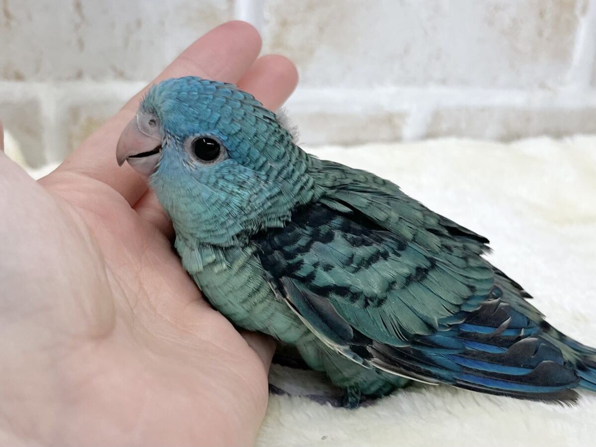 サザナミインコ