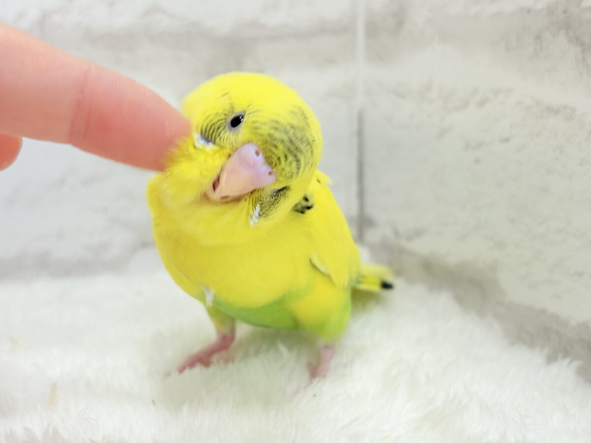 【最新画像更新🪄】ミツバチぶんぶん飛び回る🐝⋆゜セキセイインコ(黄色ハルクイン) ヒナ セキセイインコ