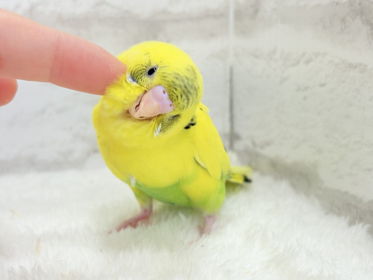 【最新画像更新🪄】ミツバチぶんぶん飛び回る🐝⋆゜セキセイインコ(黄色ハルクイン) ヒナ セキセイインコ