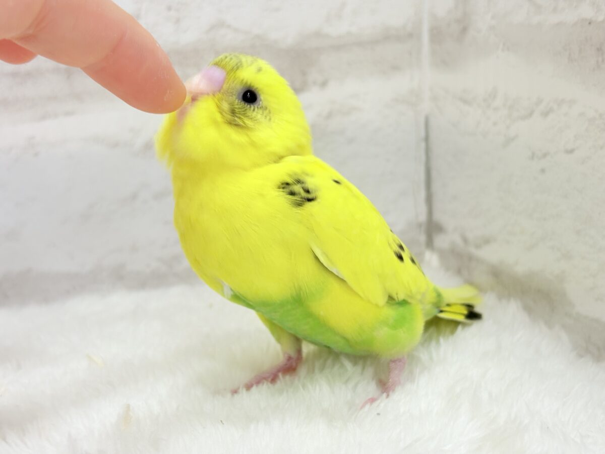 【最新画像更新🪄】ミツバチぶんぶん飛び回る🐝⋆゜セキセイインコ(黄色ハルクイン) ヒナ セキセイインコ