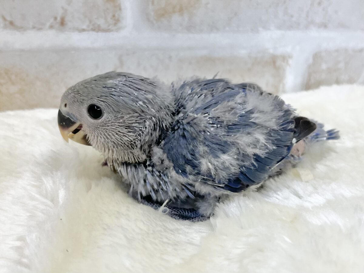 ミヤビなムラサキ〜💜✨ コザクラインコ(バイオレット) コザクラインコ(小桜インコ)