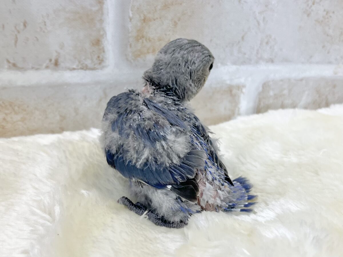 ミヤビなムラサキ〜💜✨ コザクラインコ(バイオレット) コザクラインコ(小桜インコ)