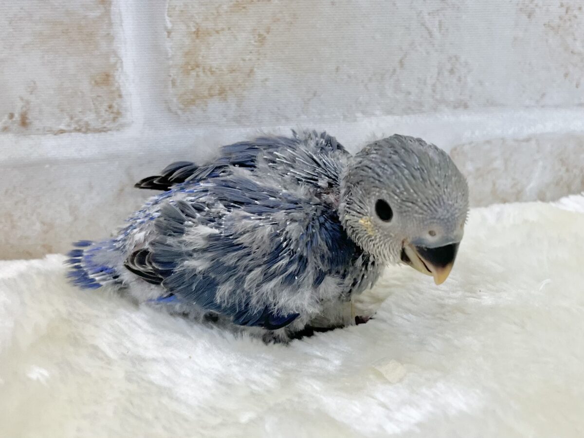 ミヤビなムラサキ〜💜✨ コザクラインコ(バイオレット) コザクラインコ(小桜インコ)