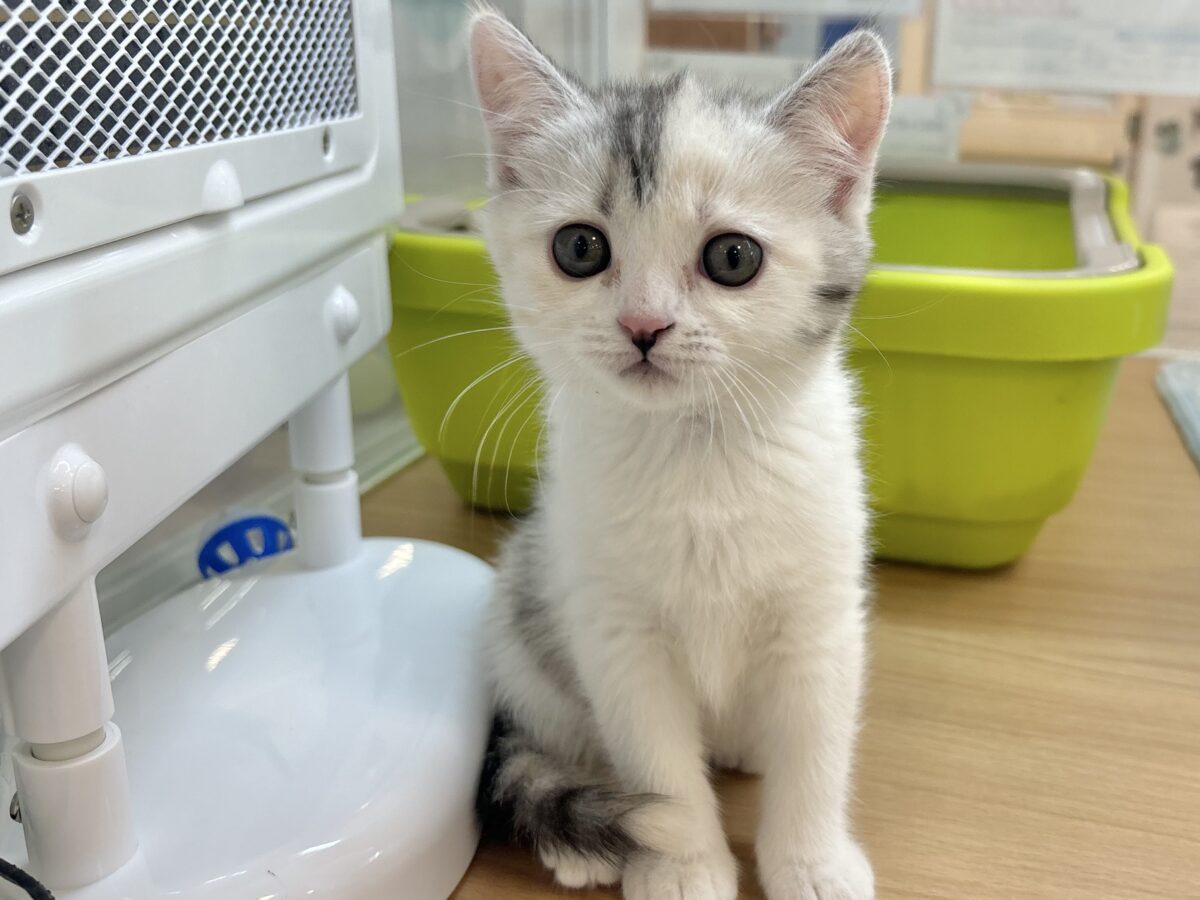 ミックス猫