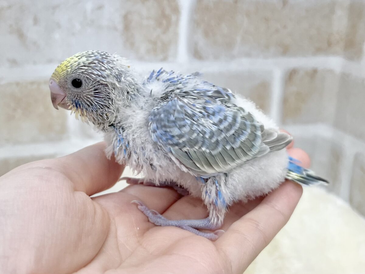 セキセイインコ