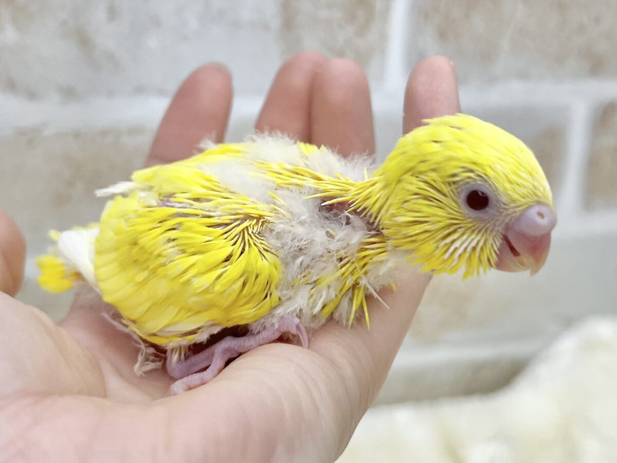 セキセイインコ