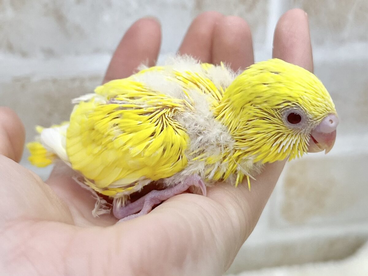 セキセイインコ