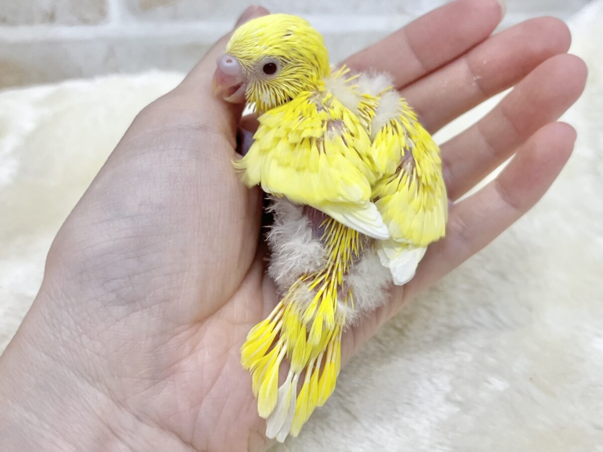 セキセイインコ
