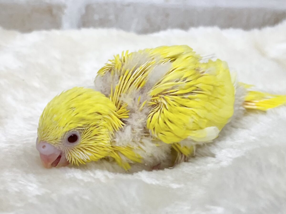 セキセイインコ