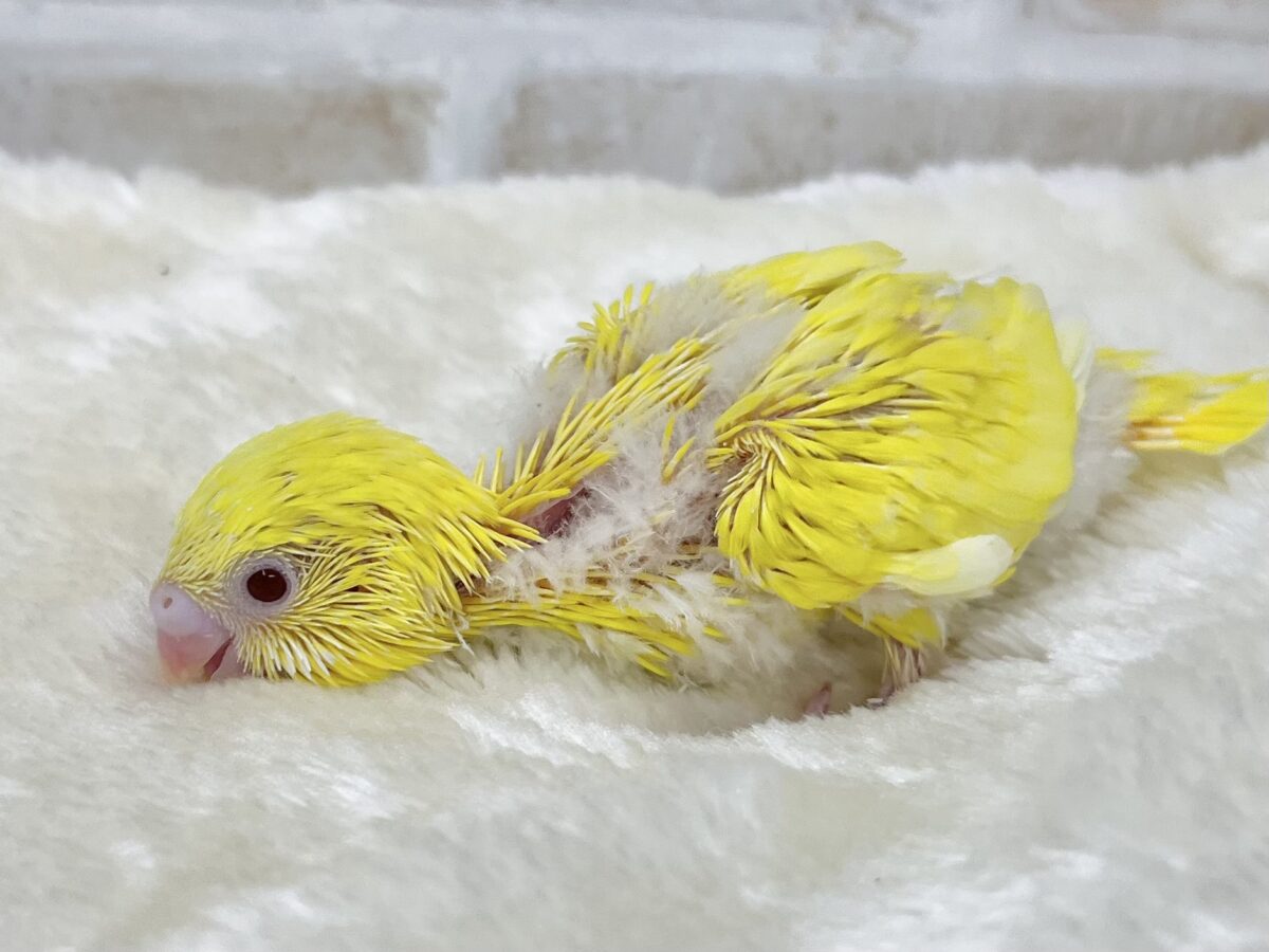 セキセイインコ