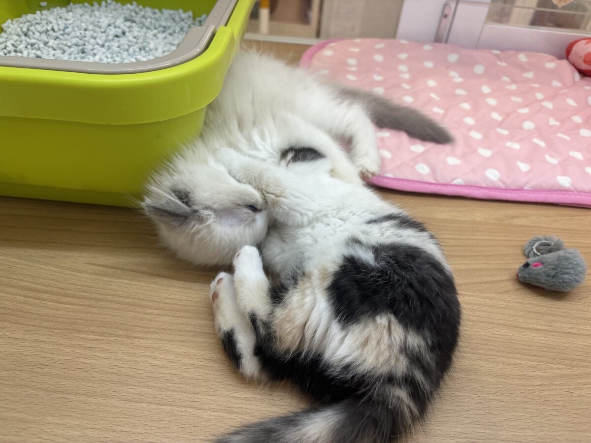 ミックス猫