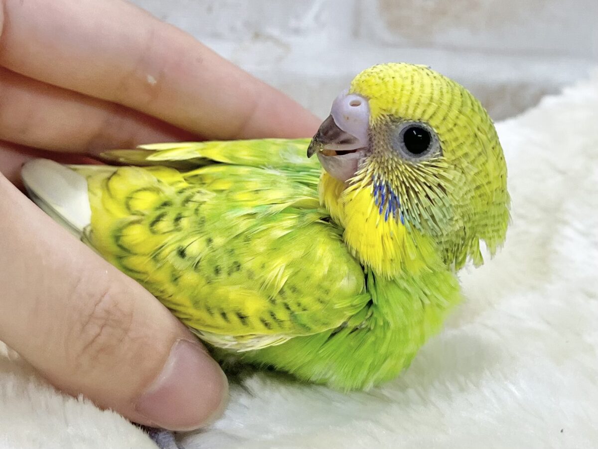 セキセイインコ