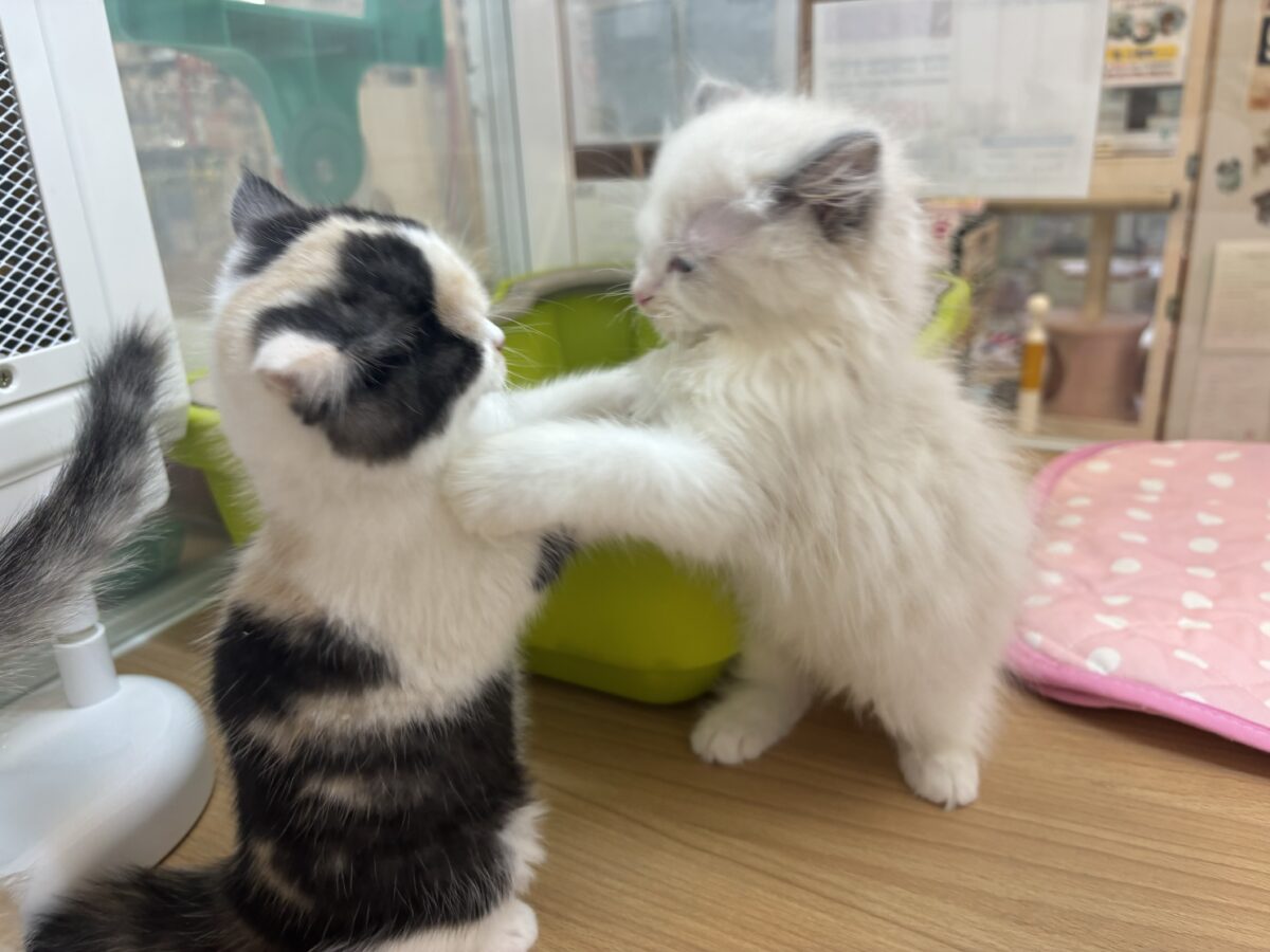 ミックス猫