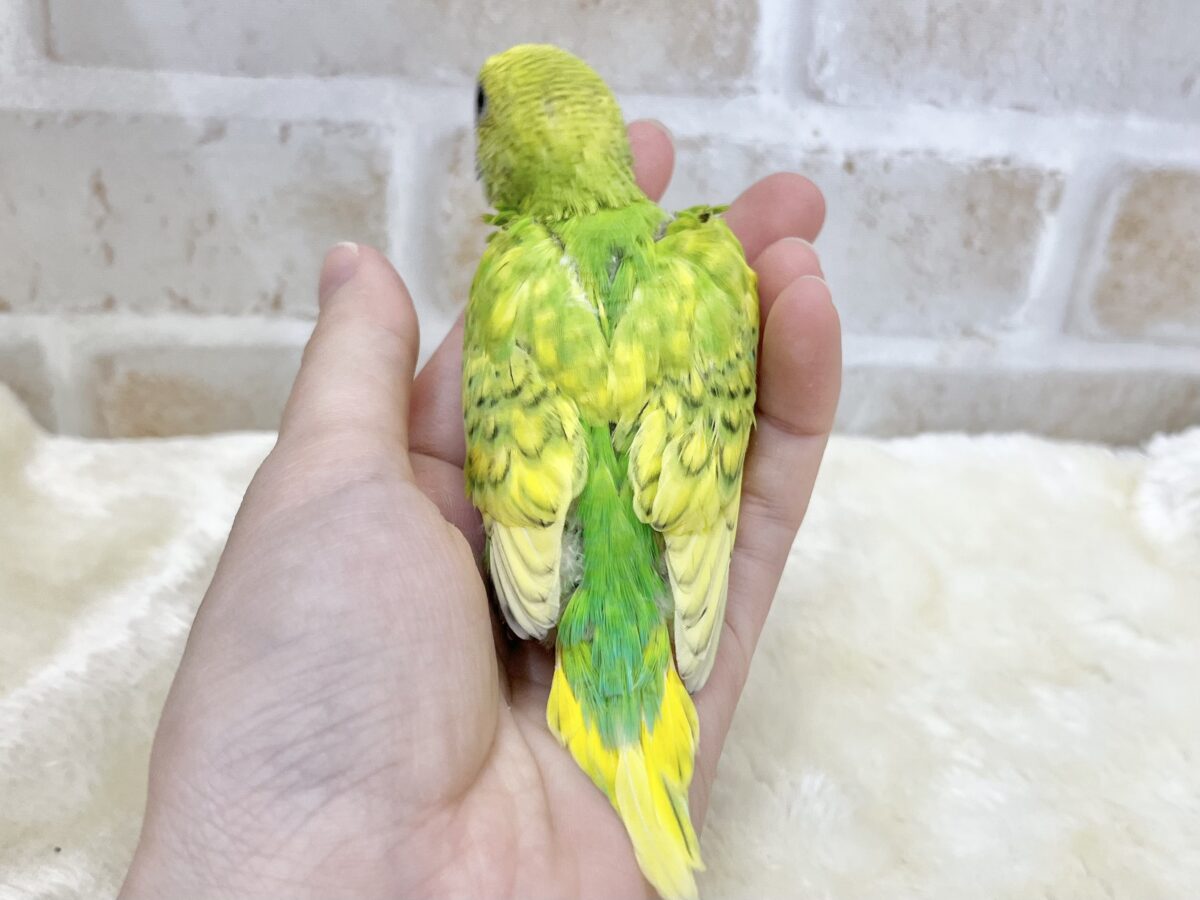 セキセイインコ