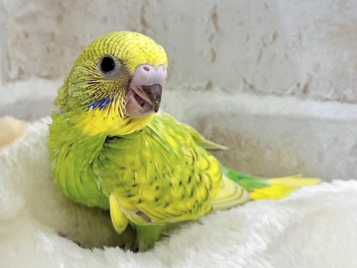 セキセイインコ