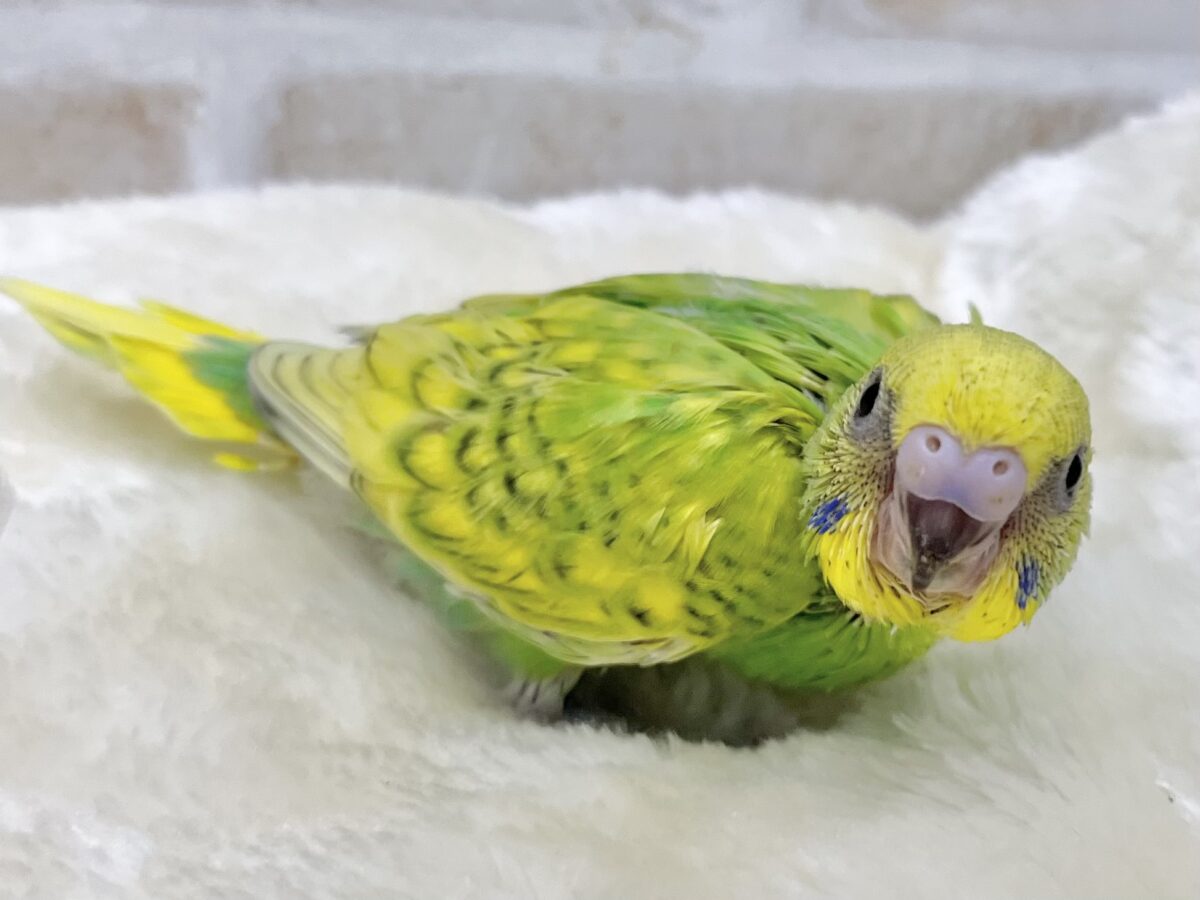 セキセイインコ