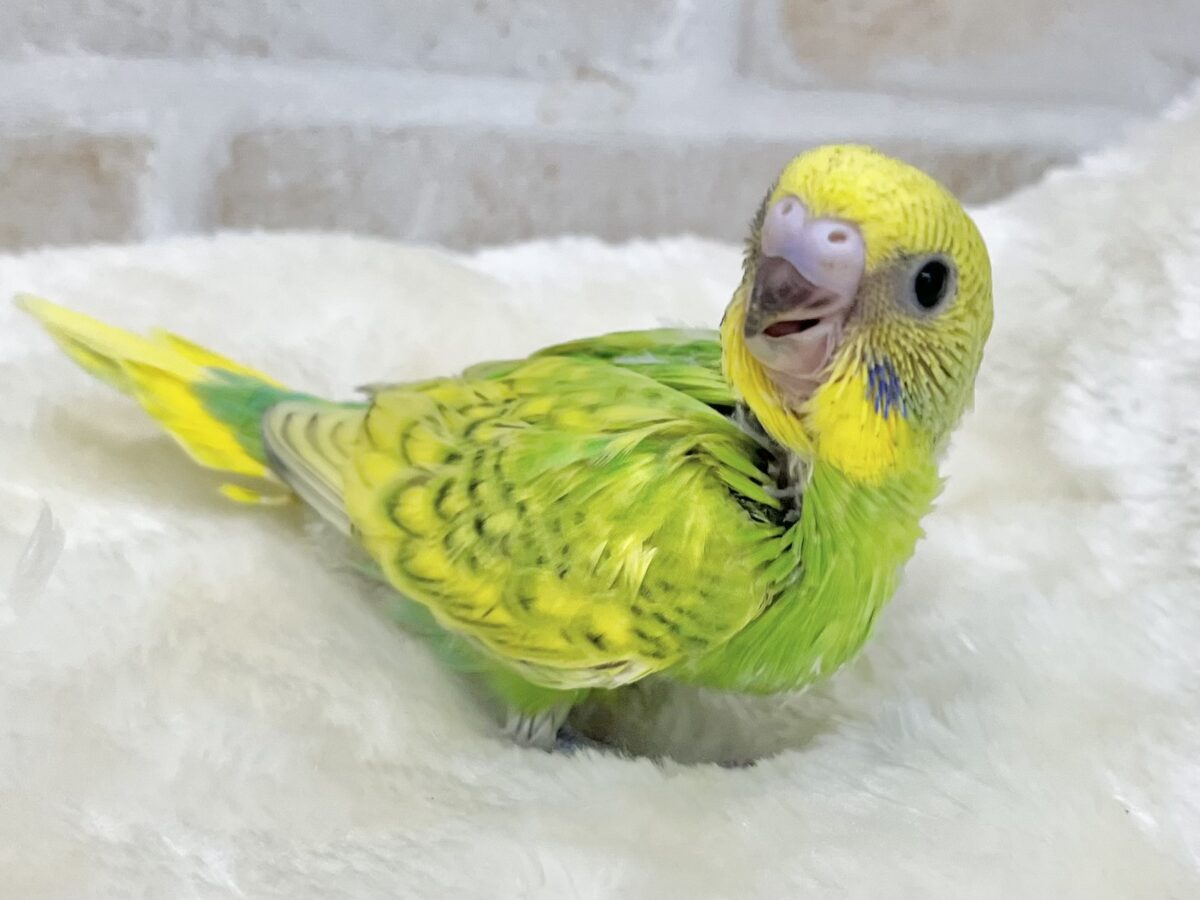 セキセイインコ