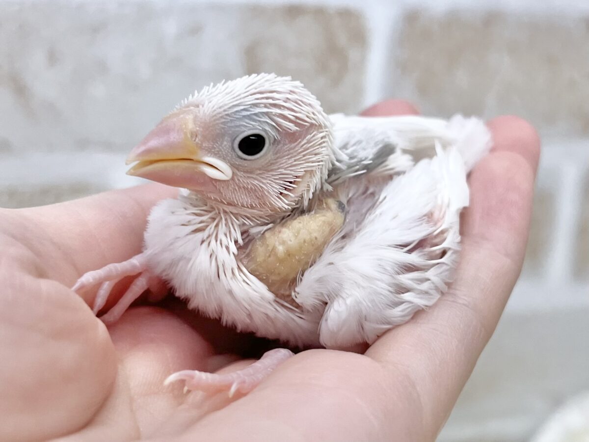 白文鳥