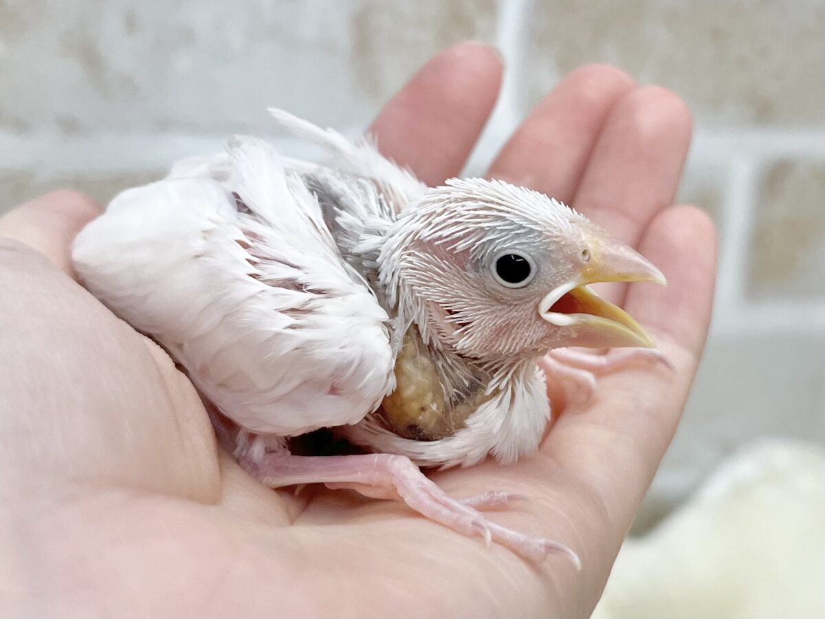 白文鳥