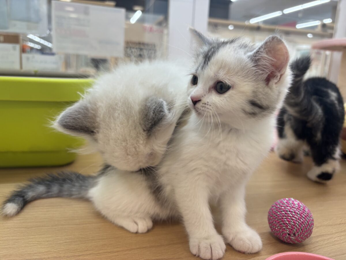 ミックス猫