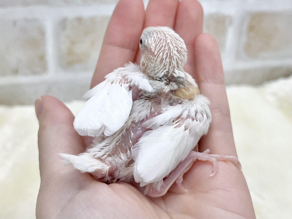 将来はおもちの妖精です🧚✨ 白文鳥 白文鳥