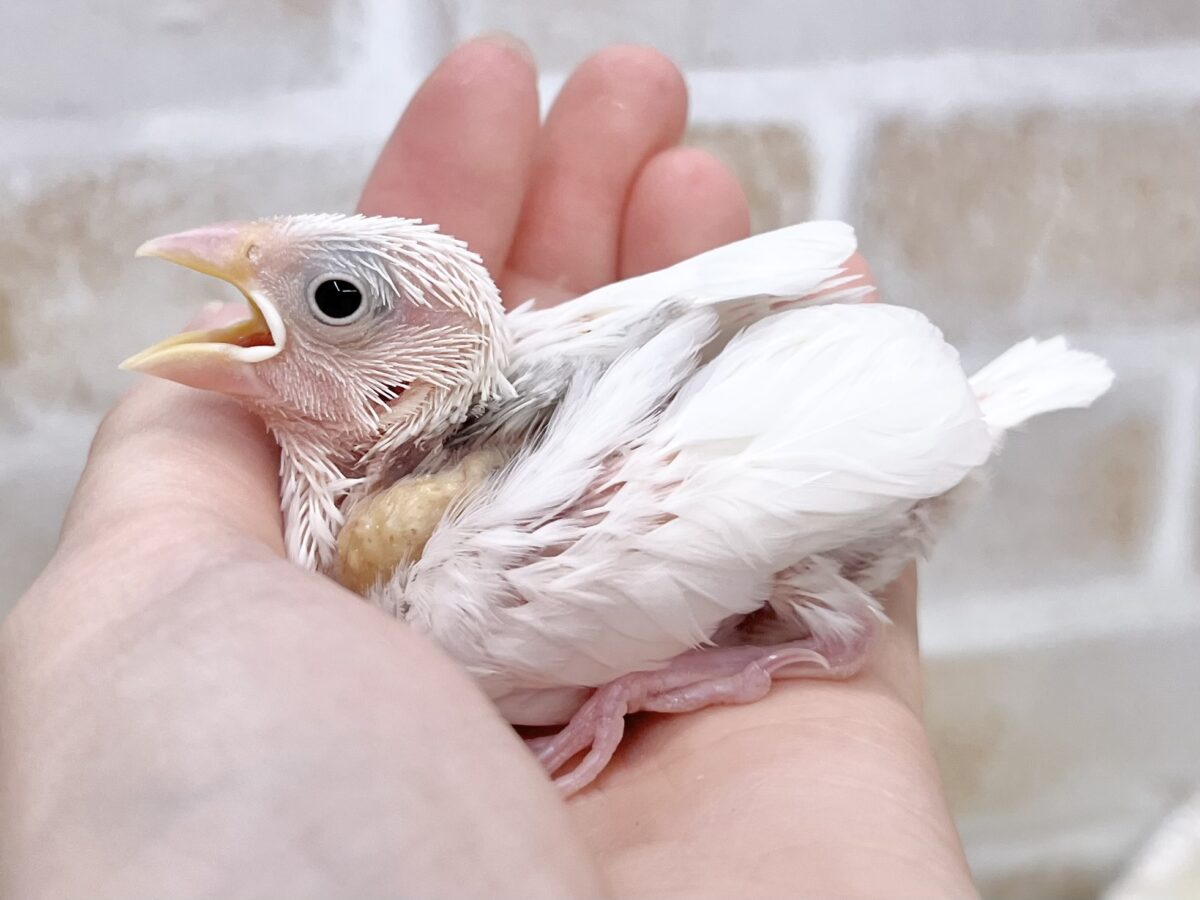 白文鳥